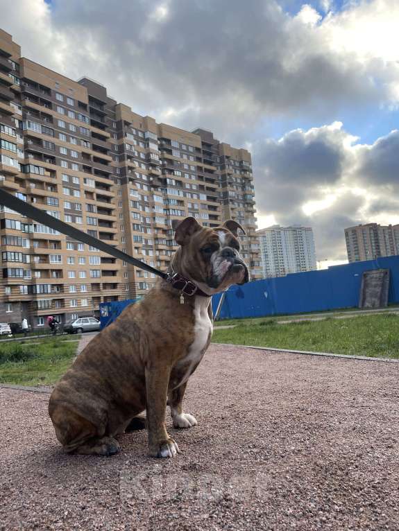 Собаки в Санкт-Петербурге: Тигровая королева  Девочка, Бесплатно - фото 4