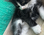Кошки в Краснодаре: Черно-белый котик Мальчик, Бесплатно - фото 2