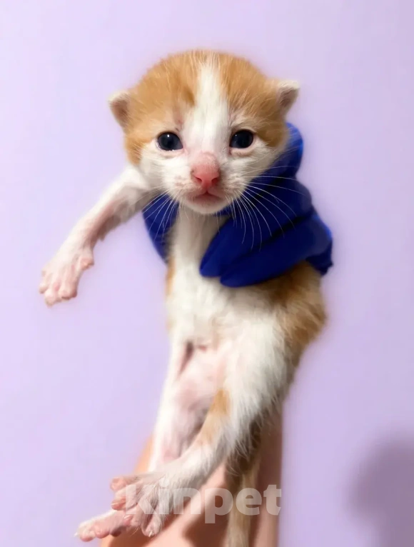 Кошки в Санкт-Петербурге: Котята в добрые руки Мальчик, Бесплатно - фото 1