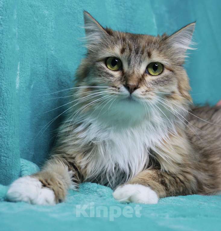 Кошки в Москве: Пусть мама увидит пусть мама придет  Девочка, Бесплатно - фото 4