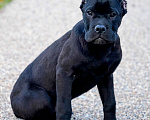 Собаки в Москве: Великолепный мальчик Кане Корсо Мальчик, 80 000 руб. - фото 1