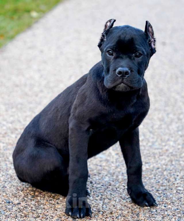 Собаки в Москве: Великолепный мальчик Кане Корсо Мальчик, 80 000 руб. - фото 1