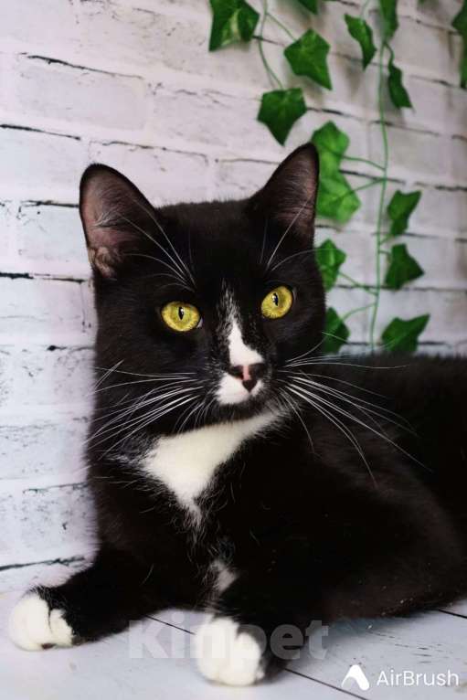 Кошки в Москве: Привет! Я, Бася. Мальчик, Бесплатно - фото 2