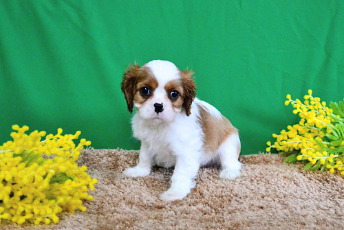 Джентльмен