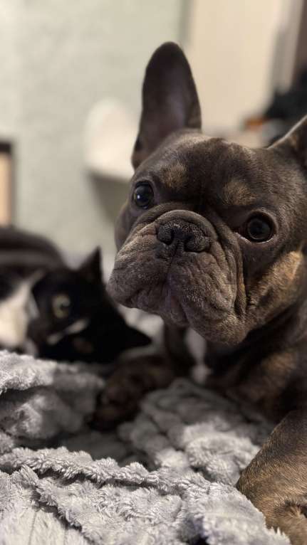 Собаки в Лянторе: Щенок французского бульдога Девочка, 60 000 руб. - фото 6