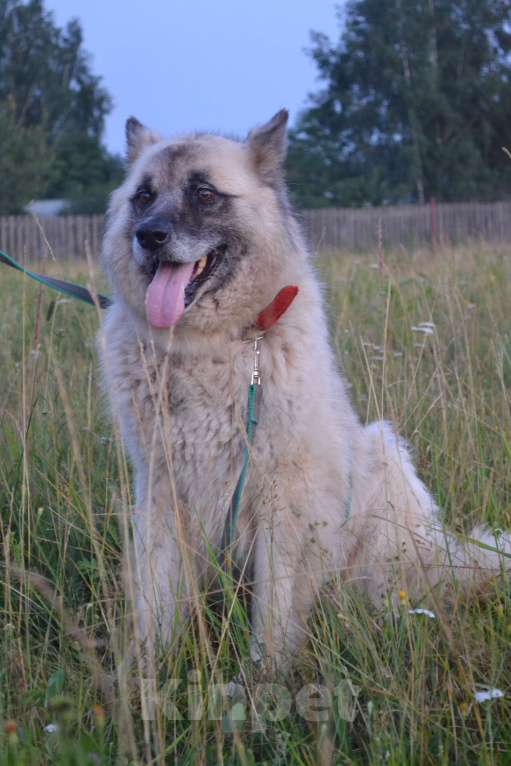 Собаки в Чехове-2: В добрые руки Мальчик, Бесплатно - фото 6