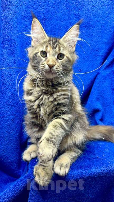 Кошки в Москве: Мейн-кун котенок Девочка, 30 000 руб. - фото 2