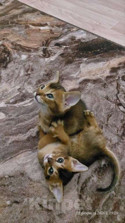 Кошки в Москве: Абиссинские котята Девочка, 25 000 руб. - фото 1