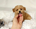 Собаки в Москве: Мальтипу Тедди девочка Мальчик, 125 000 руб. - фото 1