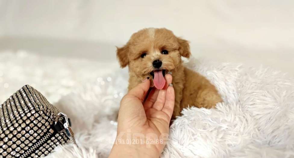 Собаки в Москве: Мальтипу Тедди девочка Мальчик, 125 000 руб. - фото 1