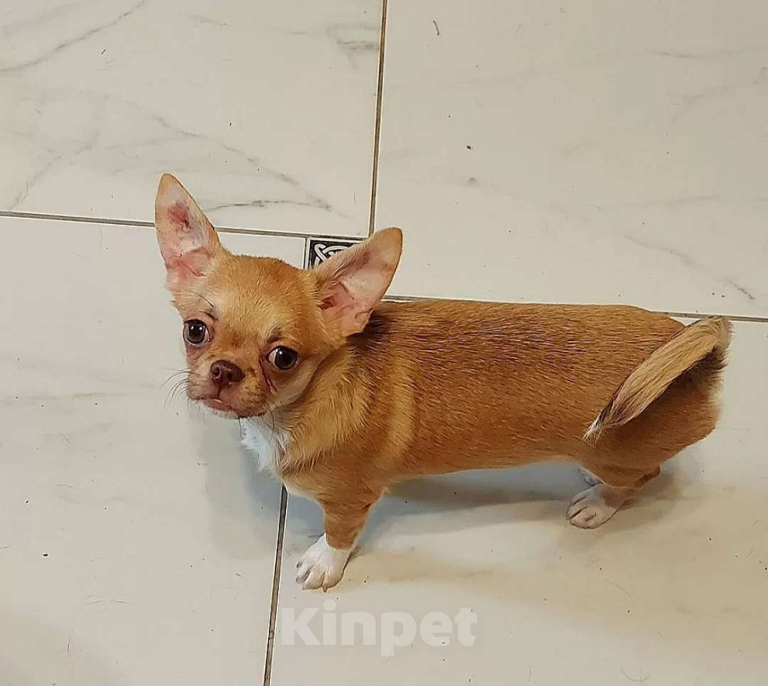 Собаки в Новосибирске: Красивая и типажная девочка! Девочка, Бесплатно - фото 2