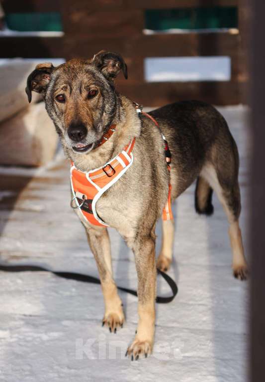 Собаки в Москве: Любящая собака Морра в добрые руки Девочка, Бесплатно - фото 5
