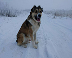 Собаки в Кохме: С.А.О вязка, 1 руб. - фото 3