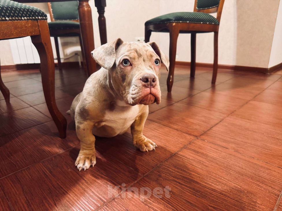 Собаки в Тюмени: Щенок 4 месяца Мальчик, Бесплатно - фото 1