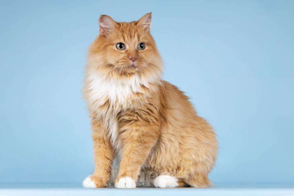 Кошки в Москве: Кошечка Дюймовочка ищет доброе сердце.  Девочка, Бесплатно - фото 4