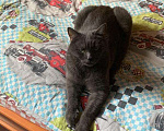 Кошки в Москве: Убежал темно-серый кот Мальчик, 3 000 руб. - фото 1