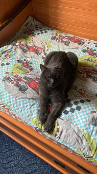 Объявление: Убежал темно-серый кот, 3 000 руб., Москва