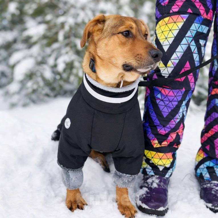 Собаки в Москве: Чудесный 5 мес щенок Ричи ищет семью! Мальчик, Бесплатно - фото 3