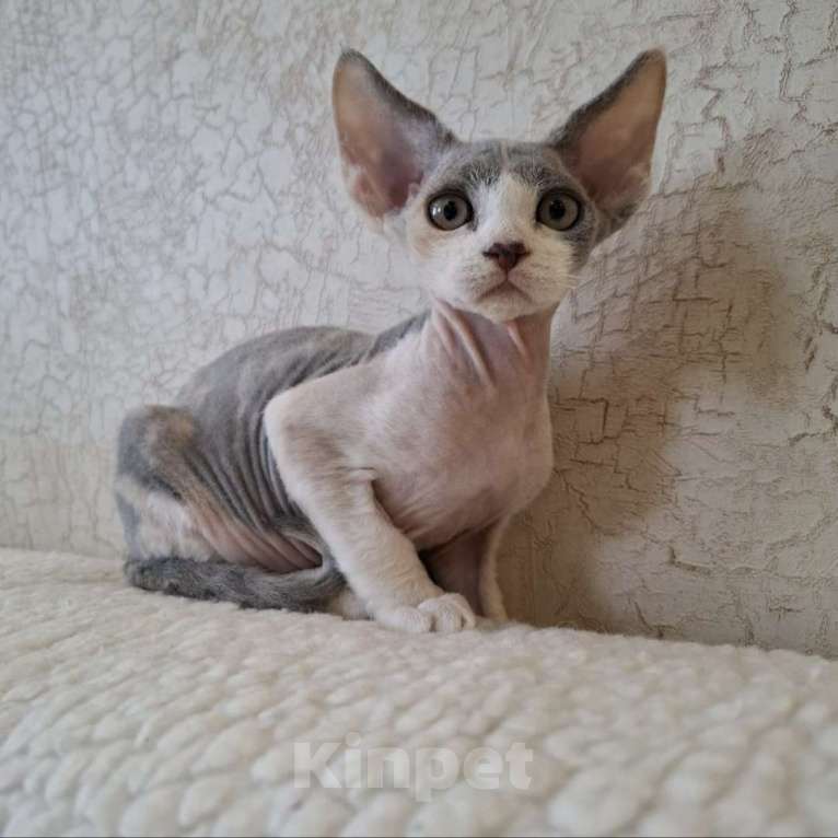 Кошки в Люберцах: Девочка девон-рекс  Девочка, 65 000 руб. - фото 3