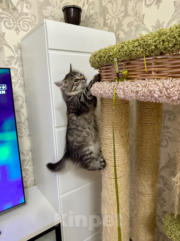 Кошки в Санкт-Петербурге: Котенок в добрые руки бесплатно Девочка, Бесплатно - фото 8