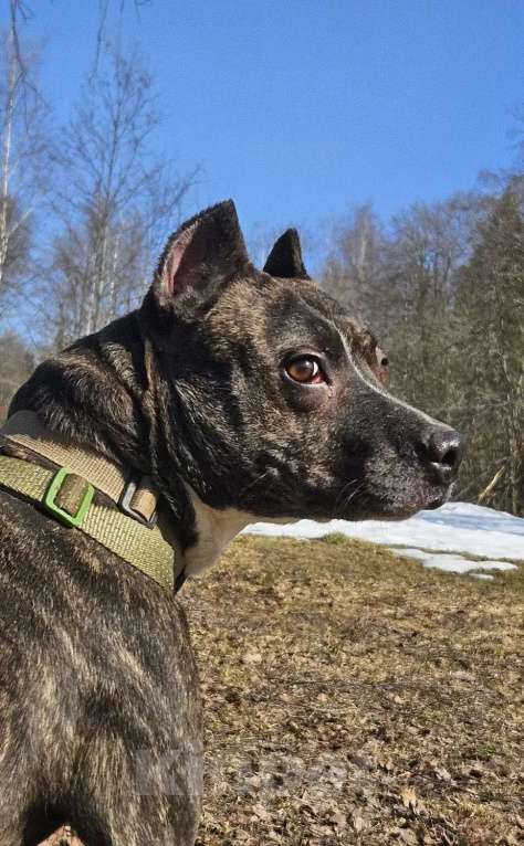 Собаки в Москве: собака в добрые руки амстафф Девочка, Бесплатно - фото 2