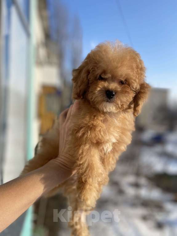 Собаки в Москве: Мальчишка той-пудель  Мальчик, Бесплатно - фото 4