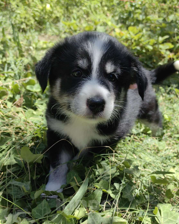 Собаки в других городах Ростовской области: Щенок для радости Девочка, Бесплатно - фото 2