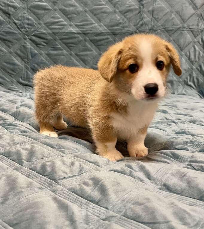 Собаки в других городах Московской области: Мальчик 3 Мальчик, 50 000 руб. - фото 2