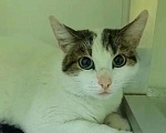 Кошки в Подольске: Кошка +- 1 год, стерилизованная с документами в добрые руки Девочка, Бесплатно - фото 1