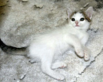Кошки в Тюмени: Беляночка Девочка, 1 руб. - фото 1