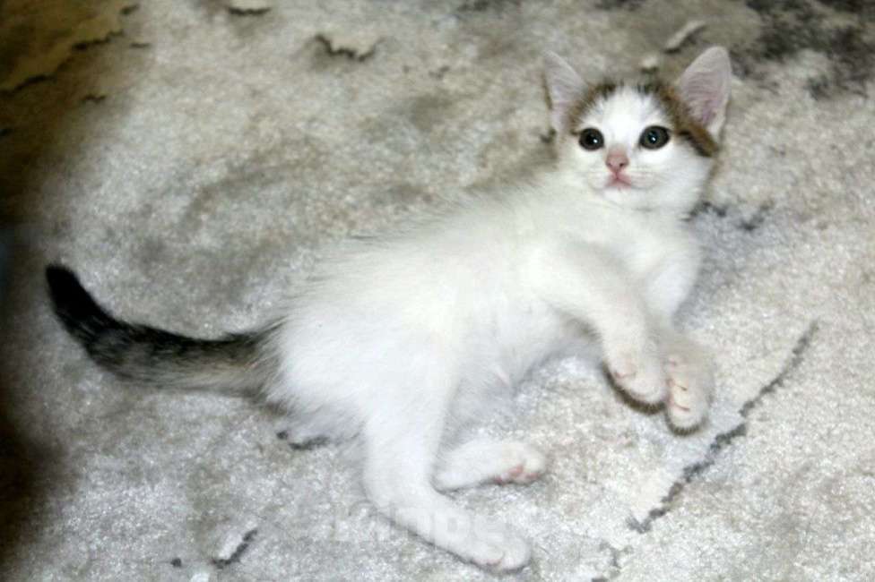 Кошки в Тюмени: Беляночка Девочка, 1 руб. - фото 1