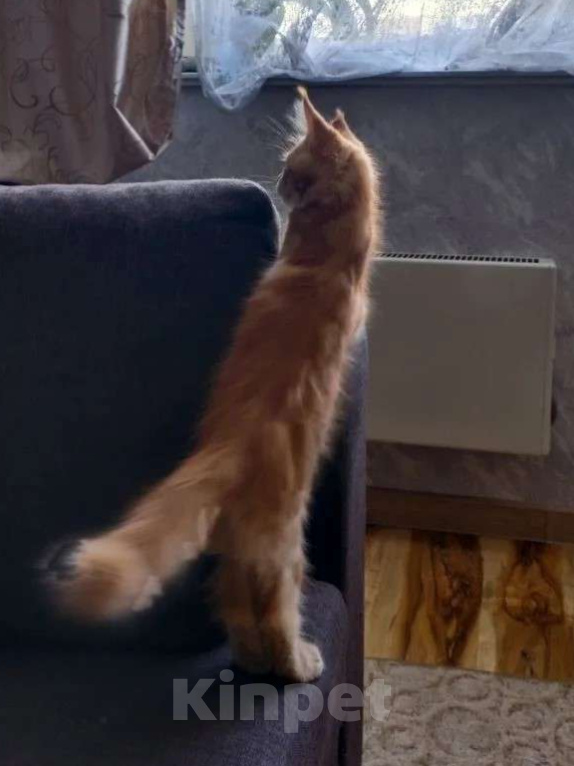 Кошки в Москве: Котята мейн-кун Девочка, 15 000 руб. - фото 4