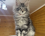 Кошки в Москве: Мейн-кун котенок Мальчик, 55 000 руб. - фото 3