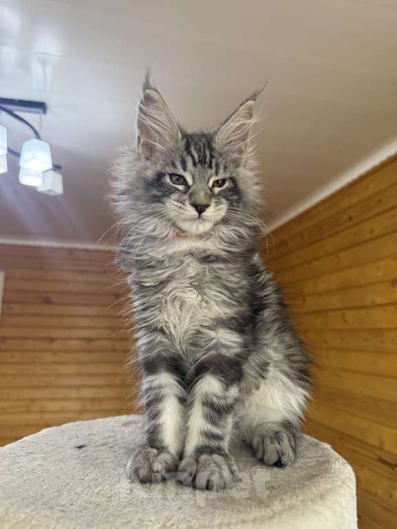 Кошки в Москве: Мейн-кун котенок Мальчик, 55 000 руб. - фото 3