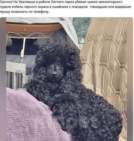 Собаки в Екатеринбурге: Потерялся щенок Мальчик, 10 000 руб. - фото 1