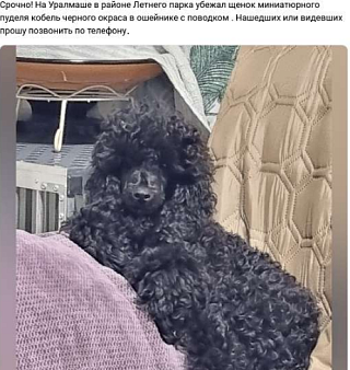 Объявление: Потерялся щенок, 10 000 руб., Екатеринбург