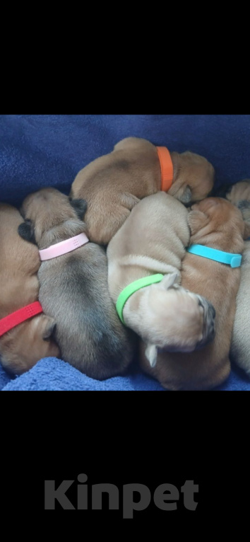 Собаки в Кемерово: Французский бульдог щенки Разнополые, 25 000 руб. - фото 2