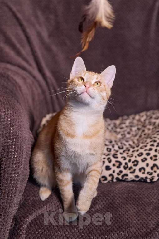 Кошки в Ореховом-Зуево: Рыжий малыш ищет хозяина Мальчик, Бесплатно - фото 2