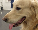 Собаки в Санкт-Петербурге: Золотистый ретривер ( голден ) вязка, окрас GOLD Мальчик, 50 руб. - фото 2