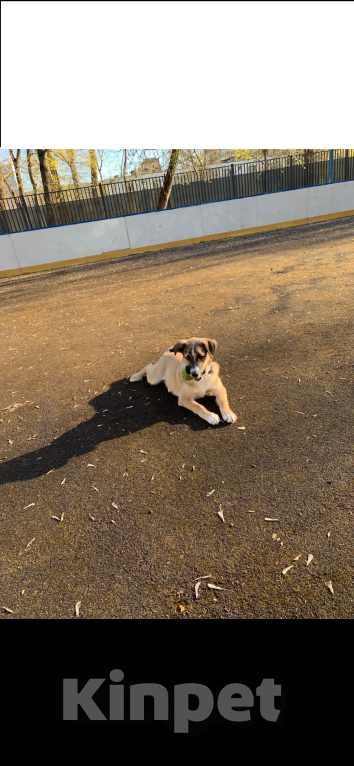 Собаки в Москве: Одам щенка лайки в добрые руки Мальчик, Бесплатно - фото 2