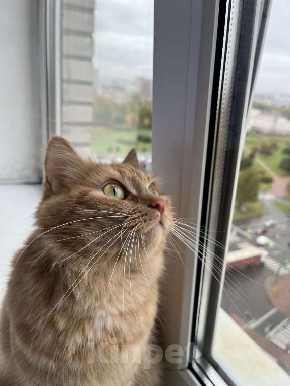 Кошки в Санкт-Петербурге: ищу доброго хозяина доброй кошке Девочка, Бесплатно - фото 3