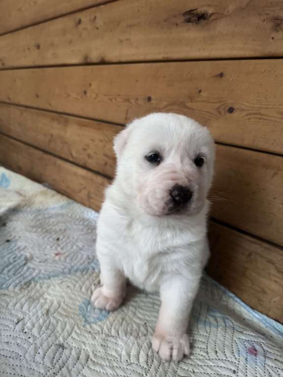 Собаки в Красноярске: Щенки среднеазиатской овчарки ( Алабай)  Девочка, 50 000 руб. - фото 3