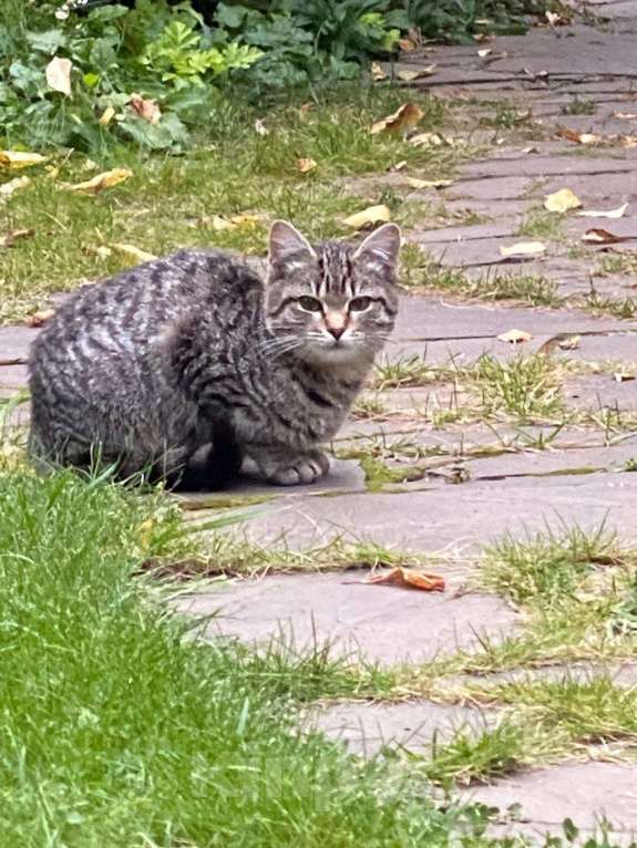 Кошки в других городах Московской области: Ласковых котят в любящую семью   Мальчик, Бесплатно - фото 2