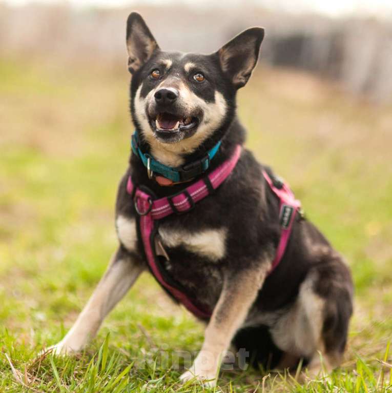 Собаки в Москве: Берри Девочка, Бесплатно - фото 2