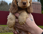 Собаки в Зеленограде: Английского кокер спаниеля щенки Девочка, 30 000 руб. - фото 2