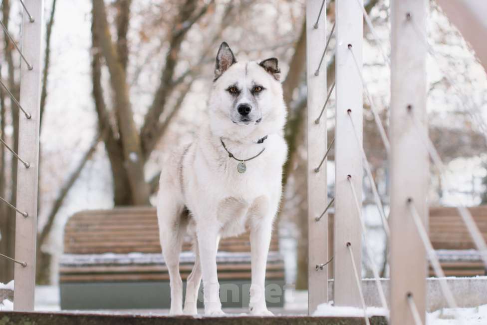 Собаки в Москве: Бинго Мальчик, Бесплатно - фото 4