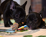 Собаки в Щелково: Французские бульдожки Мальчик, 60 000 руб. - фото 1