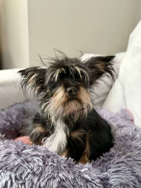 Собаки в Рузе: Эля в добрые руки Девочка, Бесплатно - фото 7