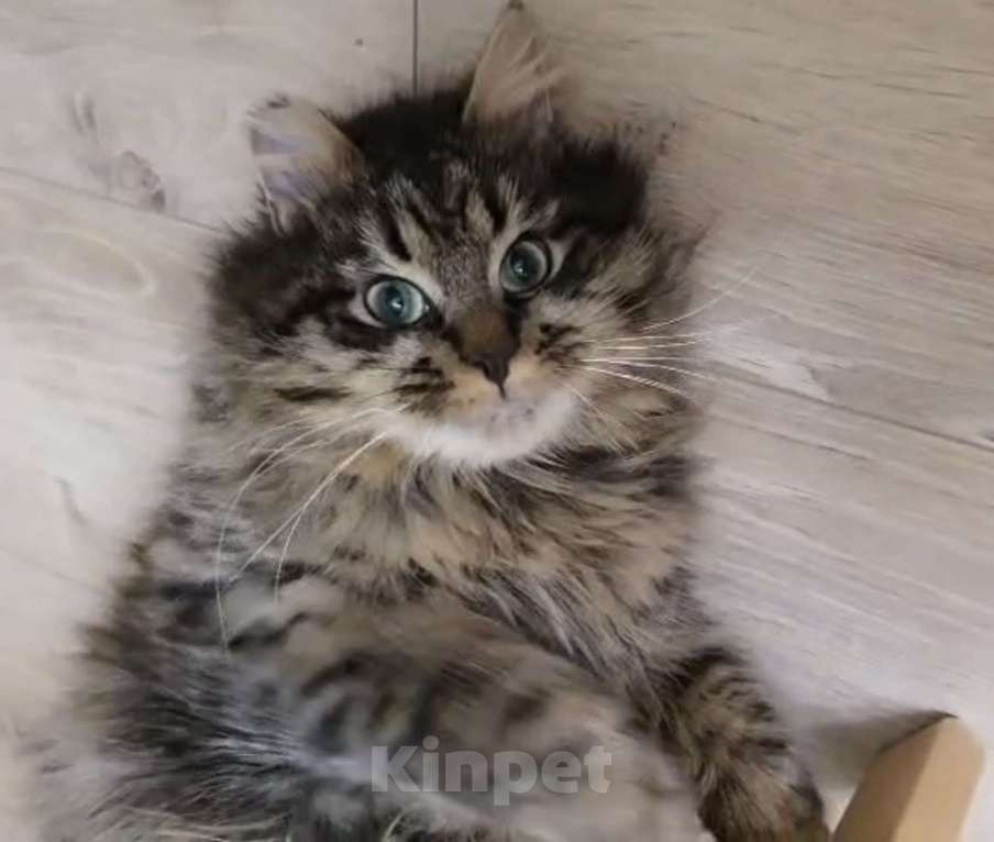 Кошки в Санкт-Петербурге: Котику Плюше нужен хозяин Мальчик, Бесплатно - фото 1