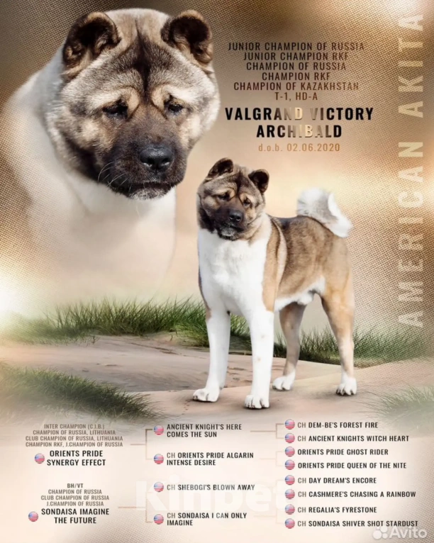 Собаки в Стерлитамаке: Американская акита щенки Девочка, 50 000 руб. - фото 6